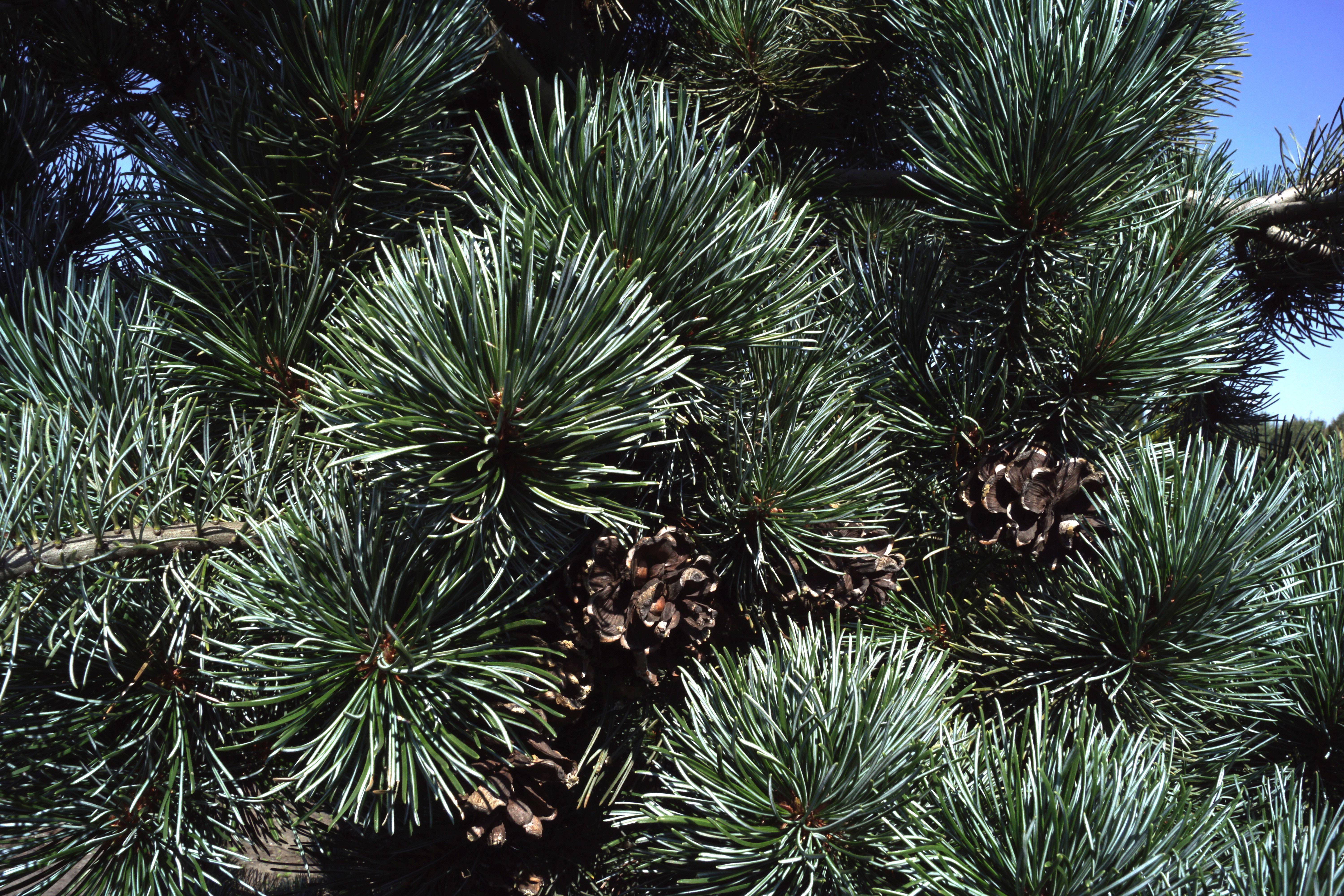 Pinus parviflora Glauca_000